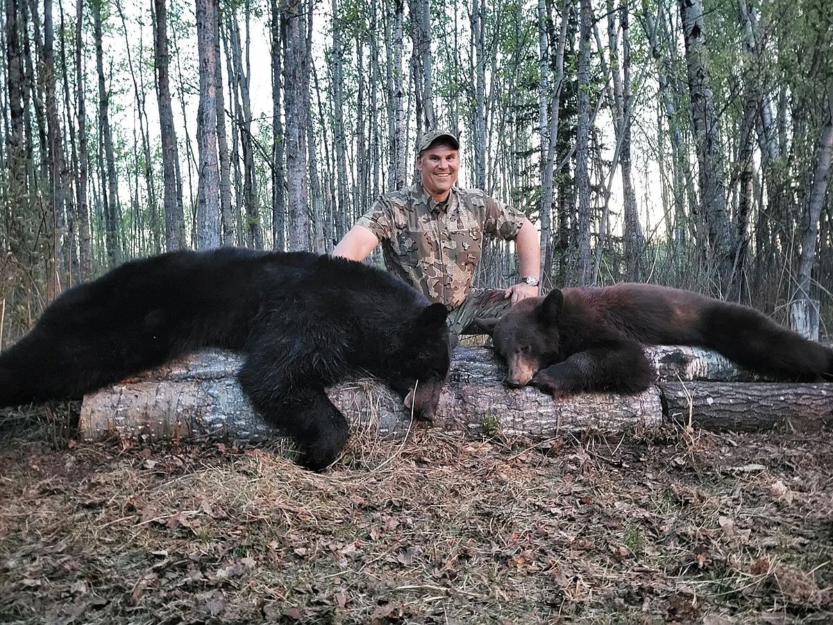 Bear harvest