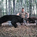 Bear harvest